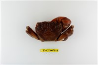 藏品(福曼新脹蟹)的圖片